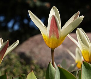 Tulipa kaufmanniana som den står i Botanisk have i København.