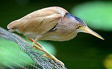 A beige heron with yellow legs and bill stands hunched, its neck hidden in the feathers of the body, on a wire mesh above water.