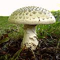 Amanita echinocephala