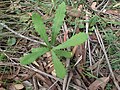 leaves on young plant