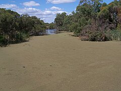 Azolla sp. recobrindo o Canning River, Western Australia.