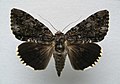 Catocala lacrymosa tearful underwing