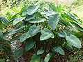 Colocasia esculenta en Korea.