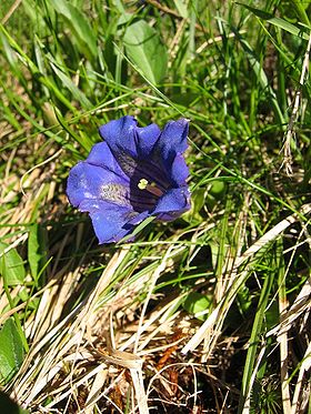 Stængelløs ensian (Gentiana acaulis).