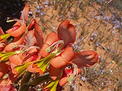 Gladiolus alatus