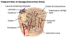 Illu compact spongy bone.jpg