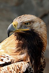 Kaiseradler (von AngMo)