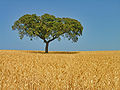 As extensas planícies do Baixo Alentejo.