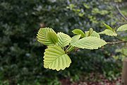 Alnus incana subsp. hirsuta