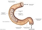 Thumbnail for Suspensory muscle of duodenum