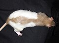 Beige Hooded Rat