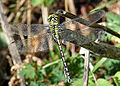 Erdei szitakötő (Ophiogomphus cecilia) hím