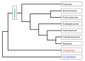 Image 33Phylogeny of the Pinophyta based on cladistic analysis of molecular data. (from Conifer)