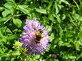 Gartenkeilfleckschwebfliege (Eristalis lineata) auf Wald-Witwenblume (Knautia dipsacifolia)