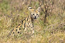 Der Serval sitzt in der grün-gelbbraunen Vegetation, die die Vorderbeine und den hinteren Rumpf mit den Hinterbeinen verdeckt. Er schaut den Betrachter an, das rechte Ohr ist zur Seite gedreht und zeigt die Rückseite der Ohrmuschel.