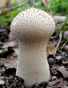 lycoperdon perlatum