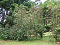 Coffea arabica growing at Olinda, Maui