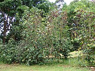 Coffea arabica growing at Olinda, Maui.