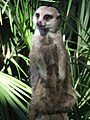 Meerkat (Suricata suricatta) at Barcelona Zoo (Catalonia, EU)