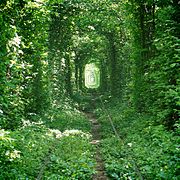 Tree tunnel (engelsk)