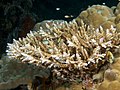 Acropora nasuta