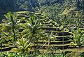 Image 21Example of rice terraces in Indonesia (from History of Indonesia)