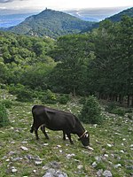 photo couleur d'une petite vache noire à courtes cornes, mince, dans un pâturage montagnard et pierreux.