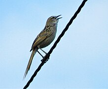 Striated Grassbird