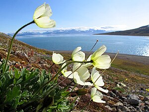 Papaver dahlianum