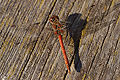 Gyakori szitakötő (Sympetrum striolatum) hím