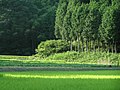 Forêt de cyprès au Japon