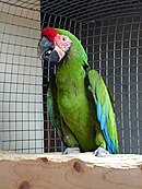 A green parrot with a light-pink face, a red forehead, and blue-tipped wings