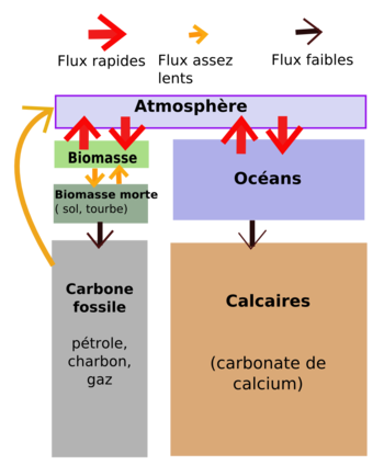 Schéma expliquant le cycle simplifié du carbone.