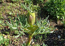 Photo en couleur du sommet d'une tige avec une inflorescence en développement, protégée par les gaines foliaires.