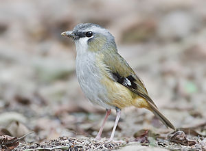 Grey-headed Robin