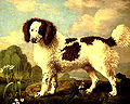 Norfolk Spaniel Spaniel