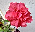 Petunia double petals