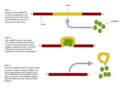 Thumbnail for RNA splicing