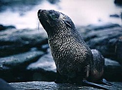 Antarktīdas kotiks (Arctocephalus gazella)