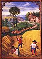 Moisson de blé à la sape et liage d'une gerbe. Flandres, vers 1500-1550