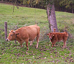 photo couleur d'une vache rouge et son veau. Elle porte de courtes cornes portées vers l'avant et un mufle sombre.