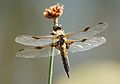 Négyfoltos acsa (Libellula quadrimaculata) hím