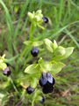 Ophrys brun (Ophrys fusca).