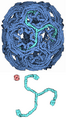 Clathrin triskelion highlighted