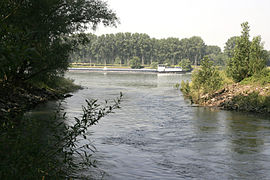 Der Zufluss des Altrheins vom Rhein. Im Hintergrund der Rhein und rechts die Insel Kühkopf