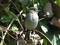 Asian brown flycatcher