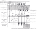 Thumbnail for Retinal ganglion cell