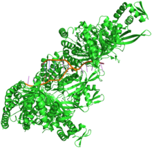 Crystal structure of RecA bound to DNA.