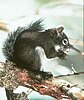 Mount Graham Red Squirrel