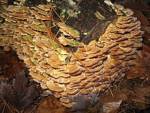 Mushroomy Log.JPG